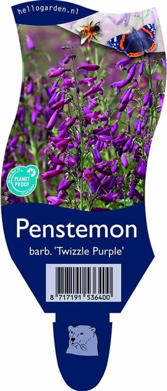Penstemon b. 'Twizzle Purple' - P11